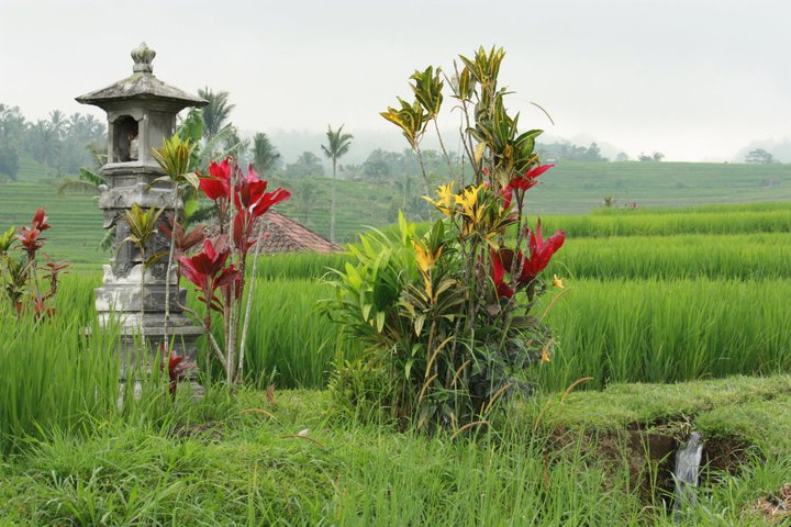 Bali (28)