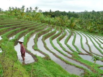 bali-decouverte2