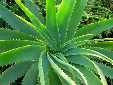 Aloe-vera[1]