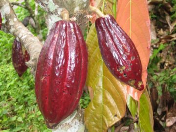 duru cacao IMG_5326