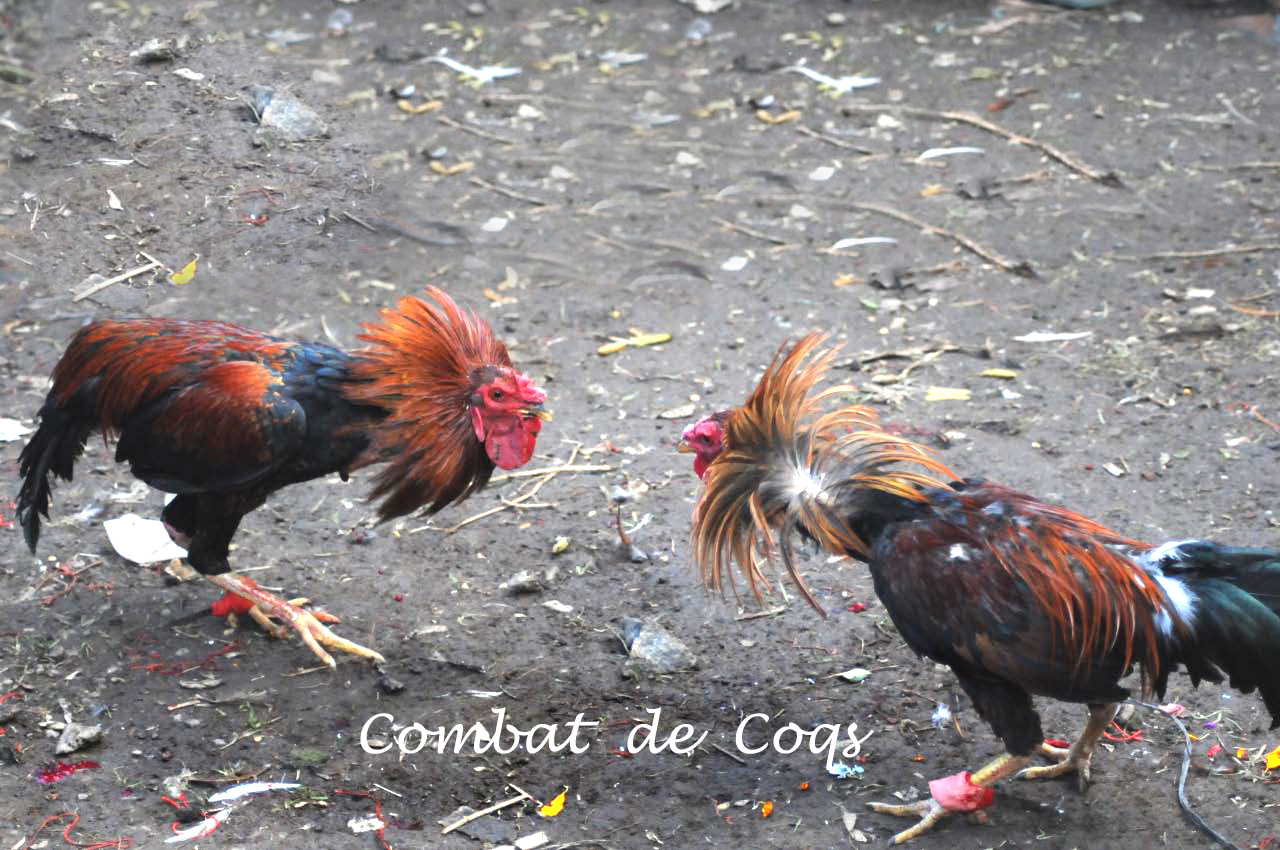 titre combat de coq